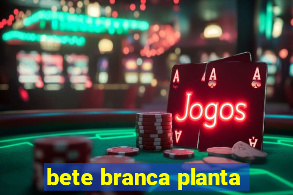 bete branca planta